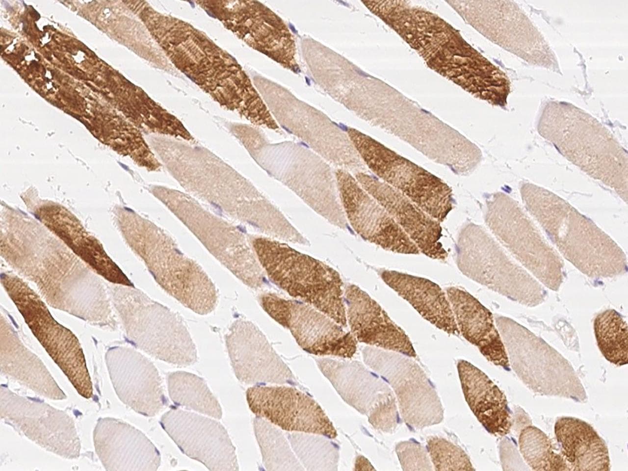 PARD6A / PAR6 Antibody