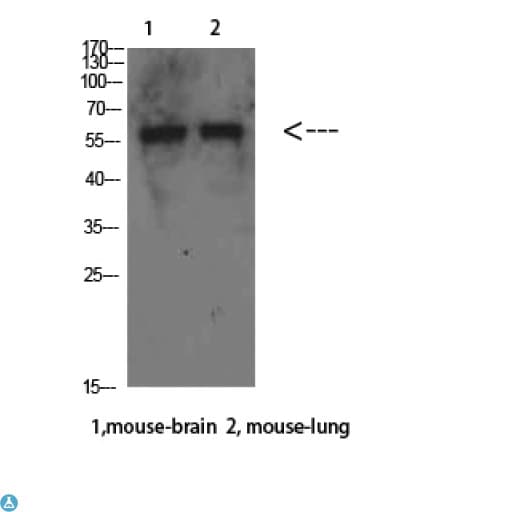 BECN1 / Beclin-1 Antibody