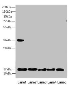 FAM96B Antibody