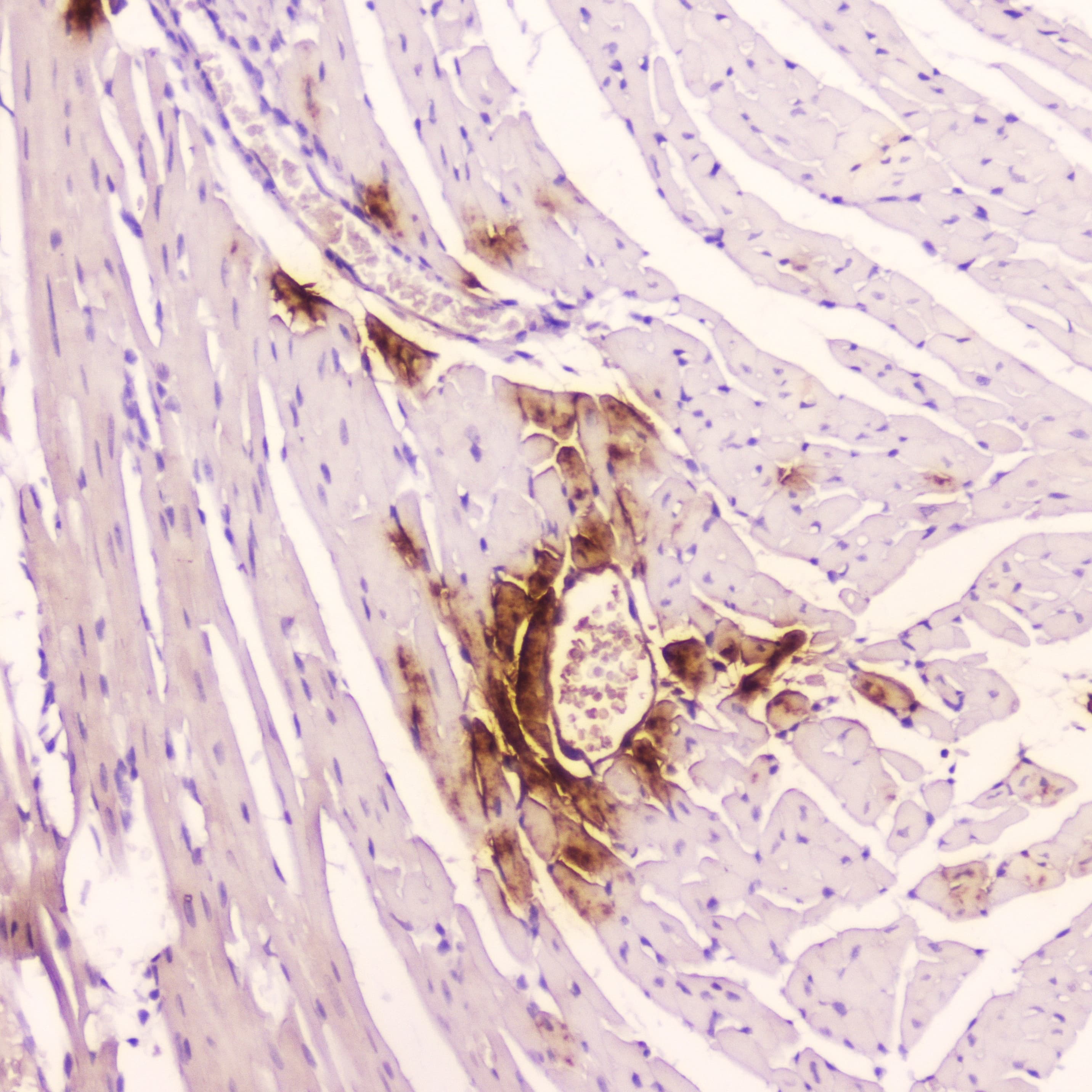 NPPA / ANP Antibody