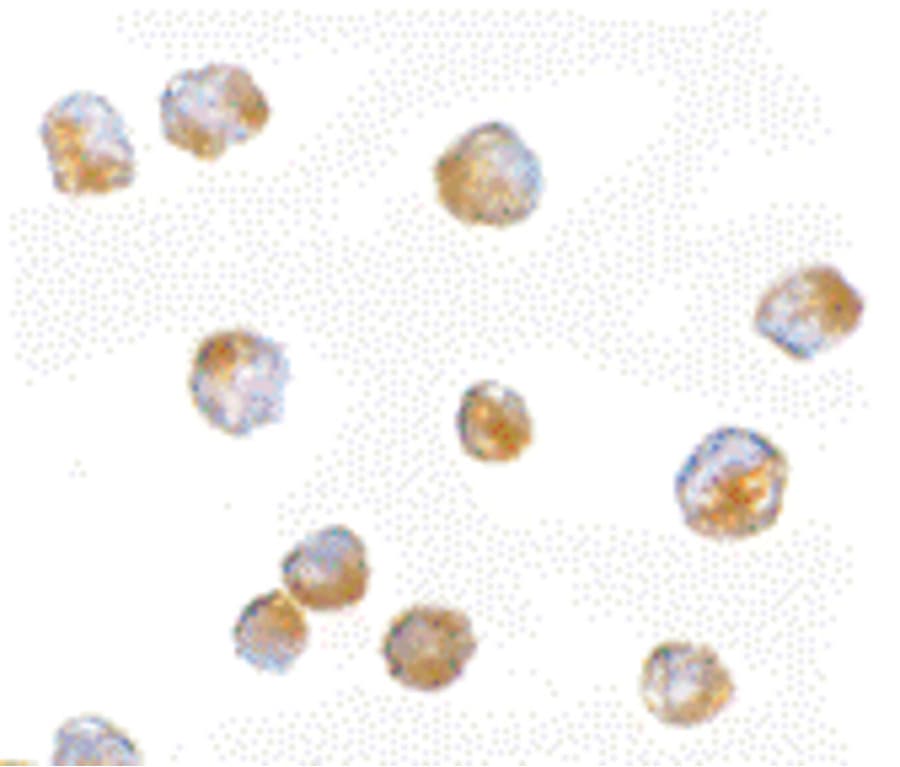 IHC-plus™ Polyclonal Rabbit anti-Human ORAI3 Antibody (IHC, IF, WB)