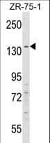 RFX / RFX1 Antibody (aa896-925)