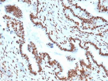 TLE1 / TLE 1 Antibody (clone TLE1/2051, Azide-free, BSA-free)
