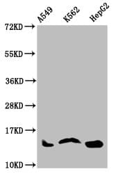 HIST1H2AI Antibody