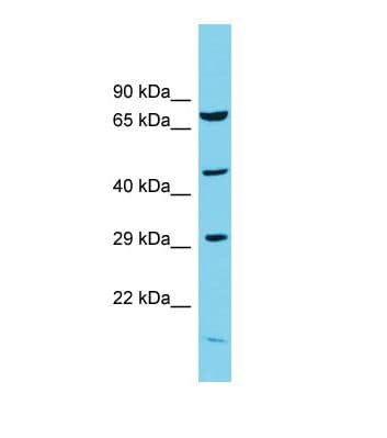 COPS3 / CSN3 Antibody (aa306-355)