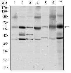 SRC Antibody (clone 1F11)