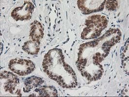 ERCC4 / XPF Antibody (clone OTI4E11)