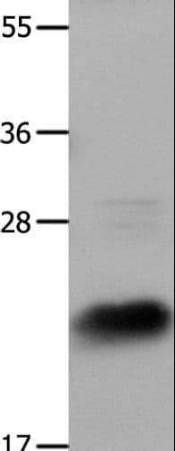 IL18 Antibody
