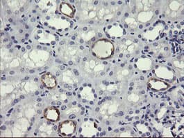 MDM4 / MDMX Antibody (clone OTI1D11)