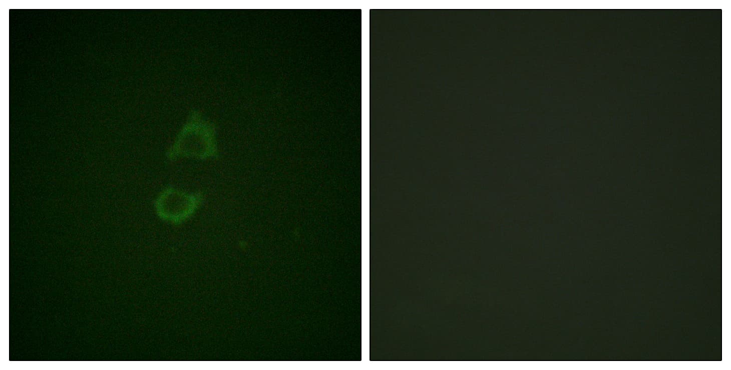 IHC-plus™ VCL / Vinculin Antibody (aa786-835)
