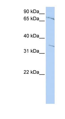 ZNF224 Antibody (aa612-661)