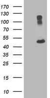TUBA8 / Tubulin Alpha 8 Antibody (clone OTI3G2, Carrier-free)