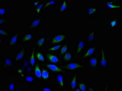 SRPRB Antibody (aa58-271)
