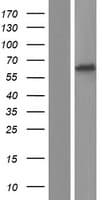 P2RX2 / P2X2 Protein (Over-Expression Lysate Myc-DDK (Flag))
