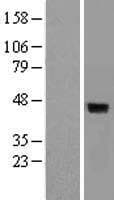 DUSP4 / MKP2 Protein (Over-Expression Lysate Myc-DDK (Flag))