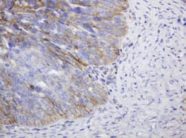 CD99 Antibody (clone OTI3E8)