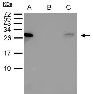 IHC-plus™ HSPB1 / HSP27 Antibody