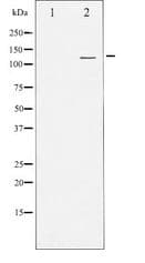 PKD1/2/3 / PKC Mu Antibody