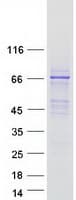 Human FAM83D Protein (Recombinant Myc-DDK (Flag))