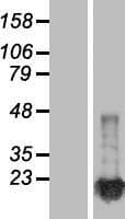 NME1 / NM23 Protein (Over-Expression Lysate Myc-DDK (Flag))