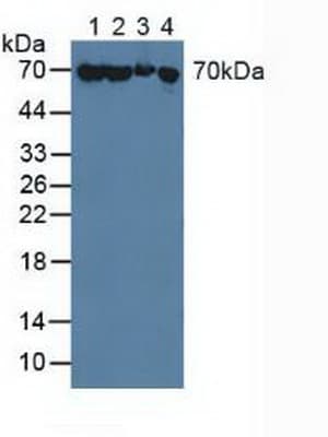 HSPA1A Antibody (aa285-641, APC)