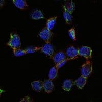 CD105 Antibody (clone 3A9)