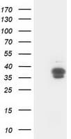 CDK2 Antibody (clone OTI2F10, Carrier-free)