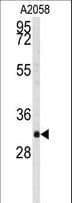 WBP2 Antibody (aa186-212)