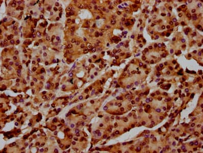 HIST1H4I Antibody