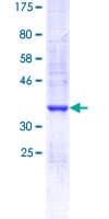 Human OR51E2 / PSGR Protein (Recombinant GST, N-terminus)
