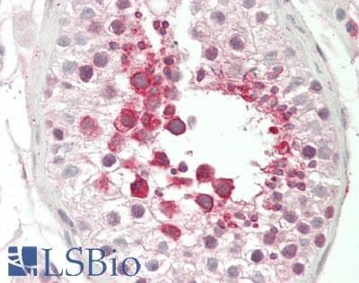 IHC-plus™ FAAH Antibody