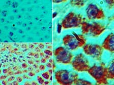 SPZ1 Antibody (aa40-90)