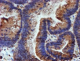 PDIA4 / ERP72 Antibody (clone OTI2A11)