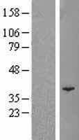 POLR3F Protein (Over-Expression Lysate Myc-DDK (Flag))