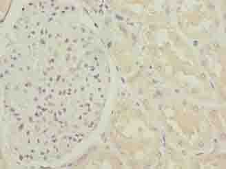 HTR1E / 5-HT1E Receptor Antibody