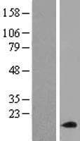 SDHAF3 / ACN9 Protein (Over-Expression Lysate Myc-DDK (Flag))