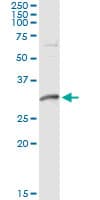 Monoclonal Mouse anti-Human DNALI1 Antibody (clone 2H3, WB)