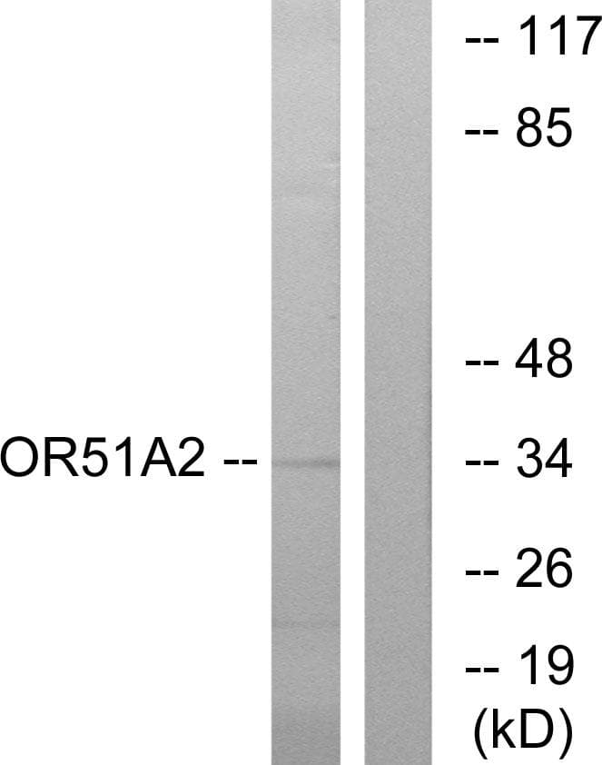 Polyclonal Rabbit anti-Human OR51A2 Antibody (IF, WB)