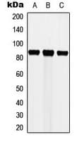 CTTN / Cortactin Antibody (Internal)