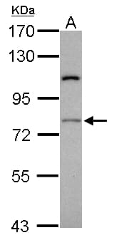 RASGRP4 Antibody (aa108-200)