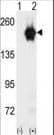 GAK Antibody (aa1140-1170)