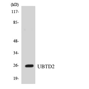 Polyclonal Rabbit anti-Human UBTD2 Antibody (aa167-216, WB)