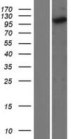 KIF5C Protein (Over-Expression Lysate Myc-DDK (Flag))