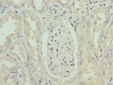 PAH Antibody