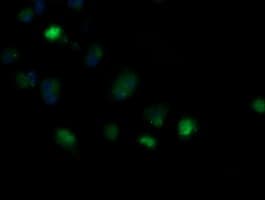 MRPS34 Antibody (clone OTI4H2, Carrier-free)