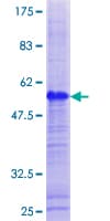 Human GAGE1 Protein (Recombinant GST)