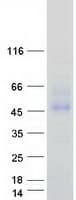 Human FCAR / CD89 Protein (Recombinant Myc-DDK (Flag))