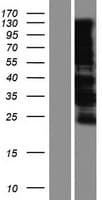 MAML1 Protein (Over-Expression Lysate Myc-DDK (Flag))