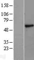 Human PSAP / Prosaposin Protein (Over-Expression Lysate Myc-DDK (Flag))
