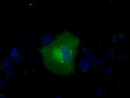 Monoclonal Mouse anti-Human GPI Antibody (clone OTI2D2, IHC, IF, WB)